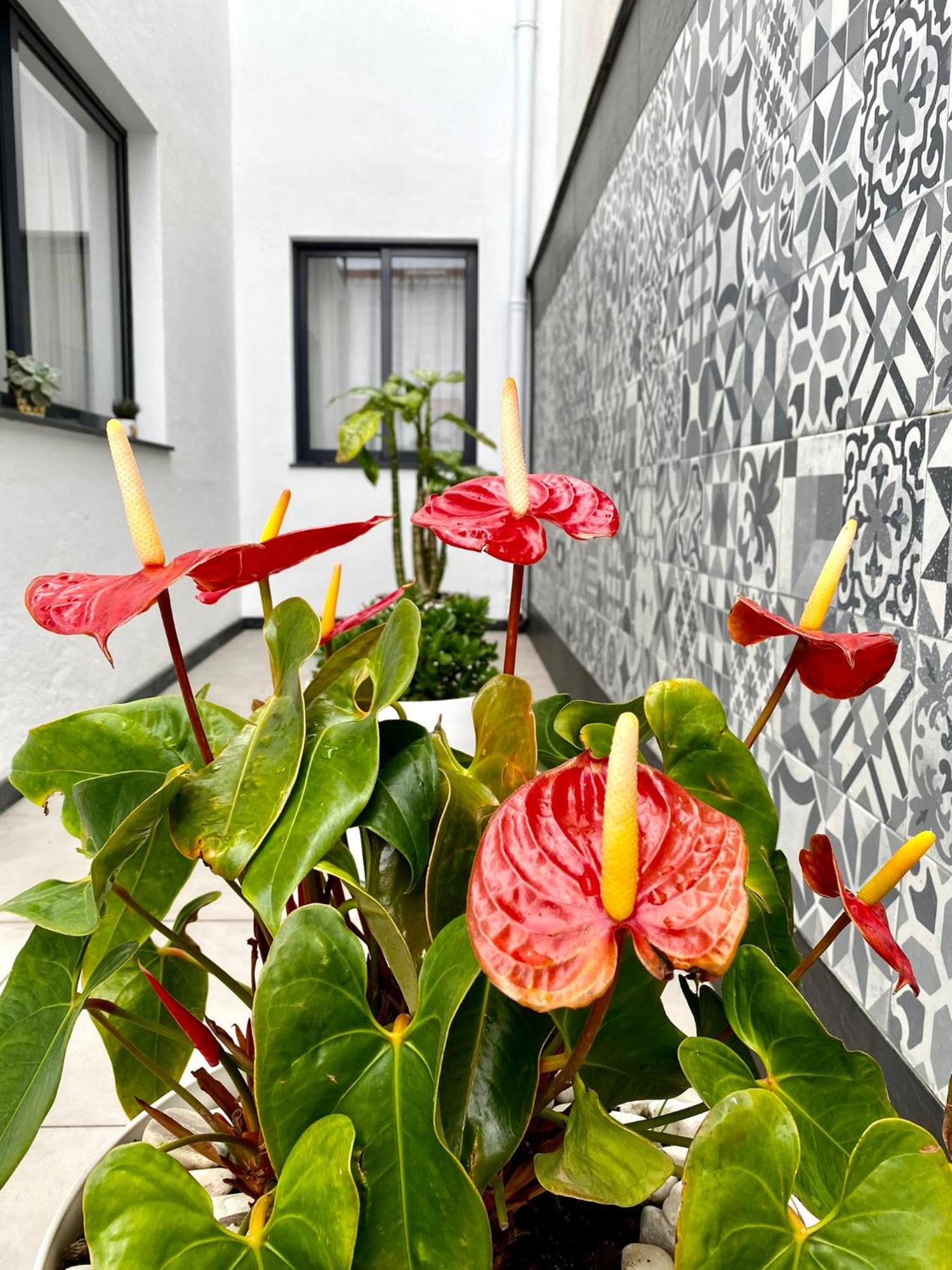 Iris House Al Azores Ponta Delgada Extérieur photo